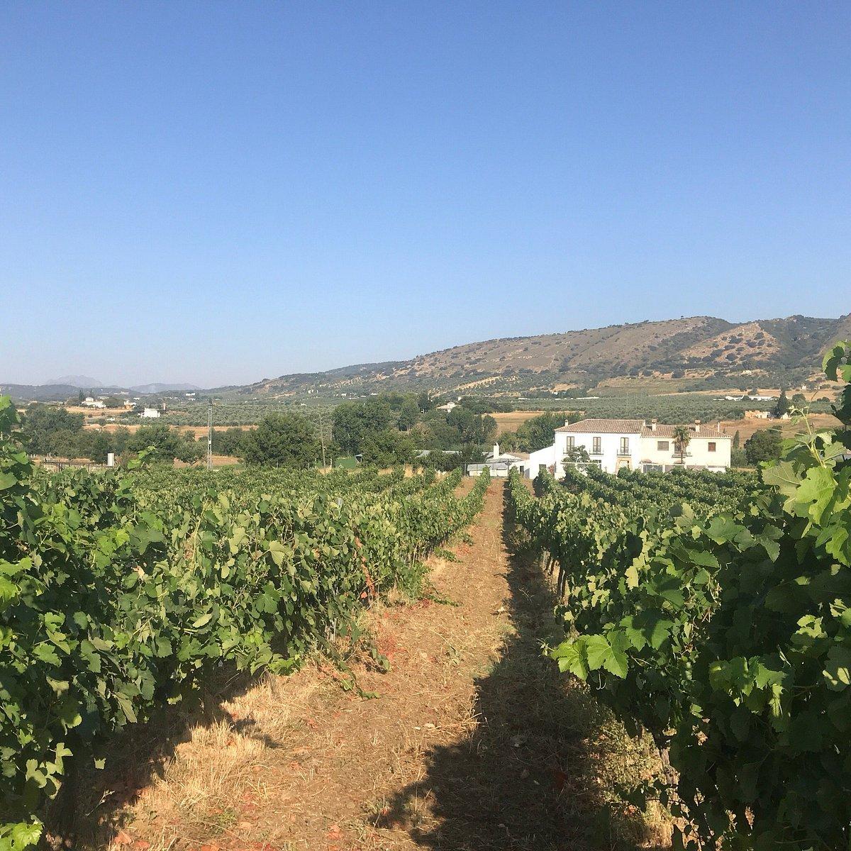 A vineyard with distant mountain views