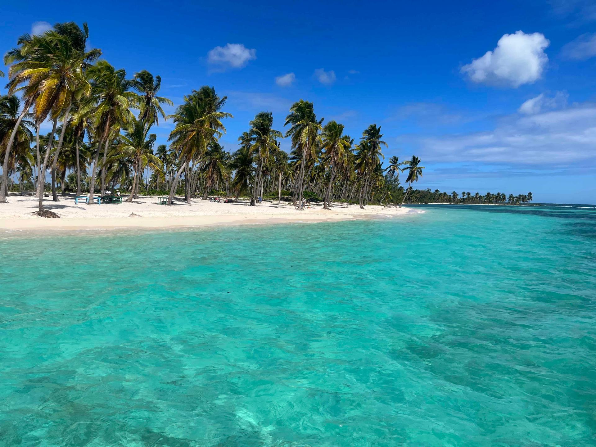 Palm trees nestled on a beach with clear ocean water
