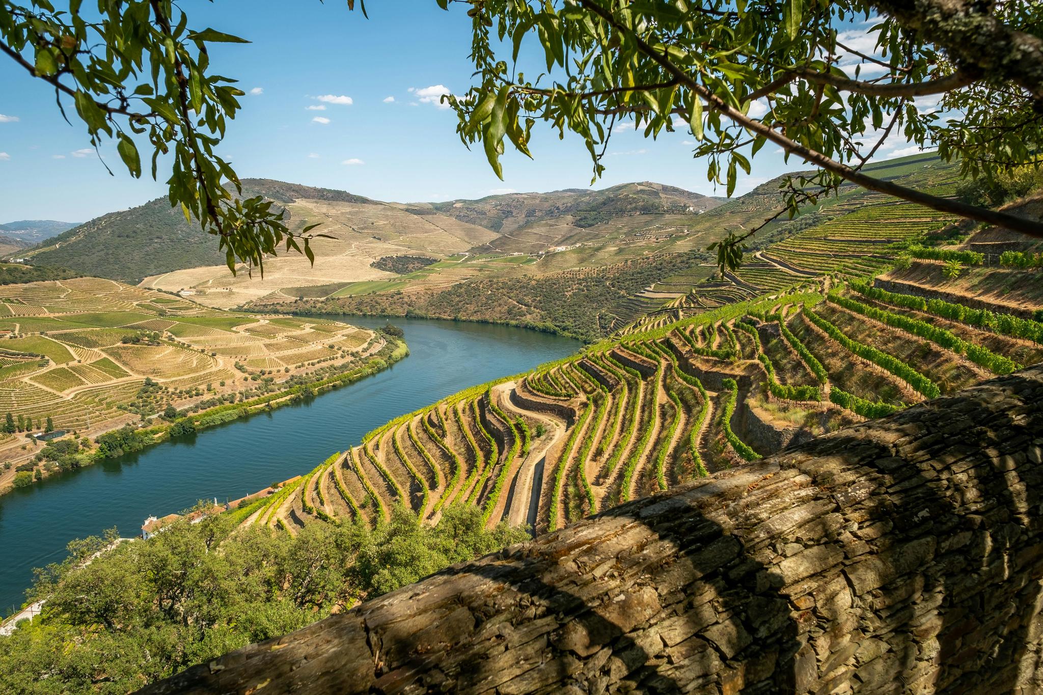 Vineyard in Spain