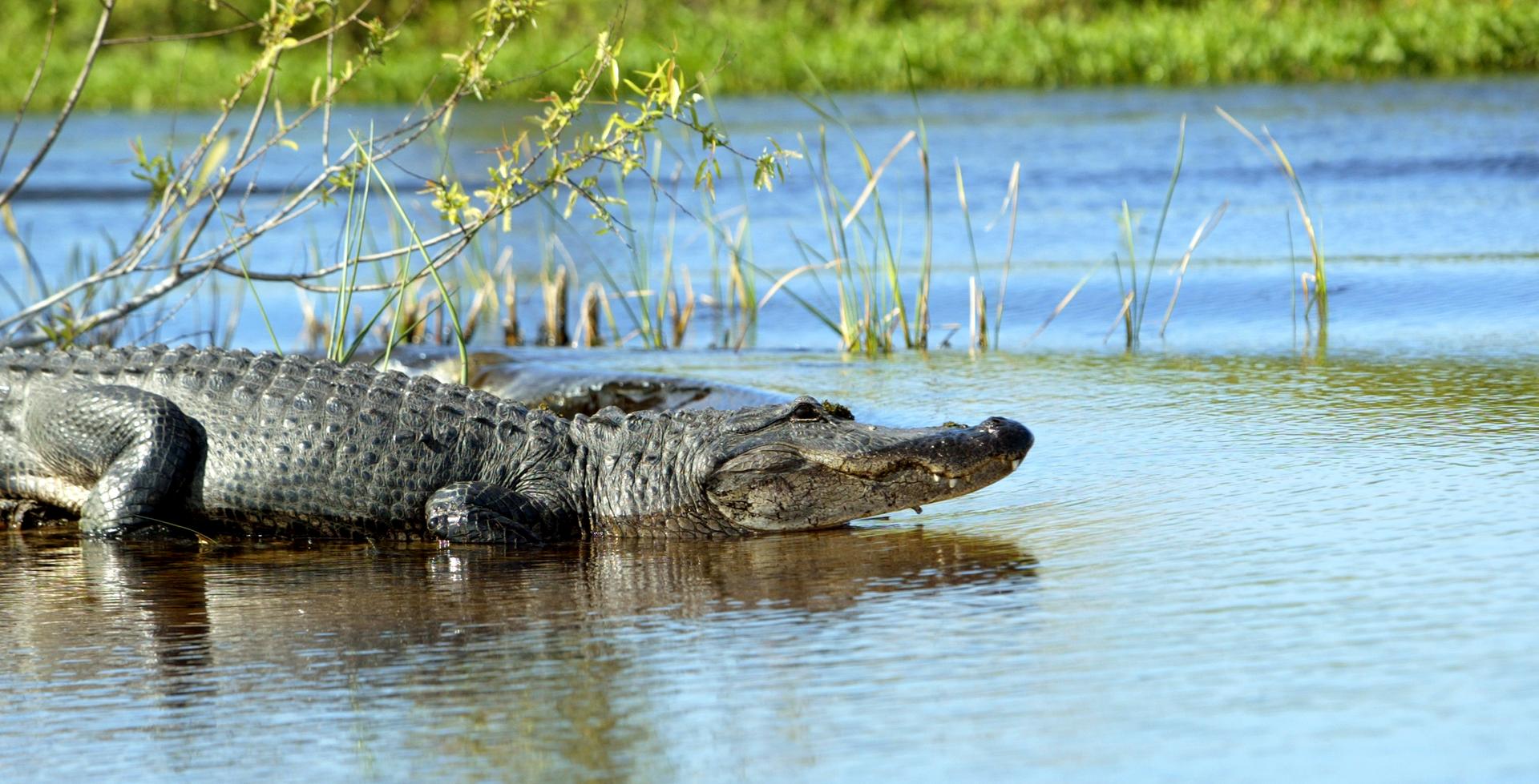 Crocodiles in the water