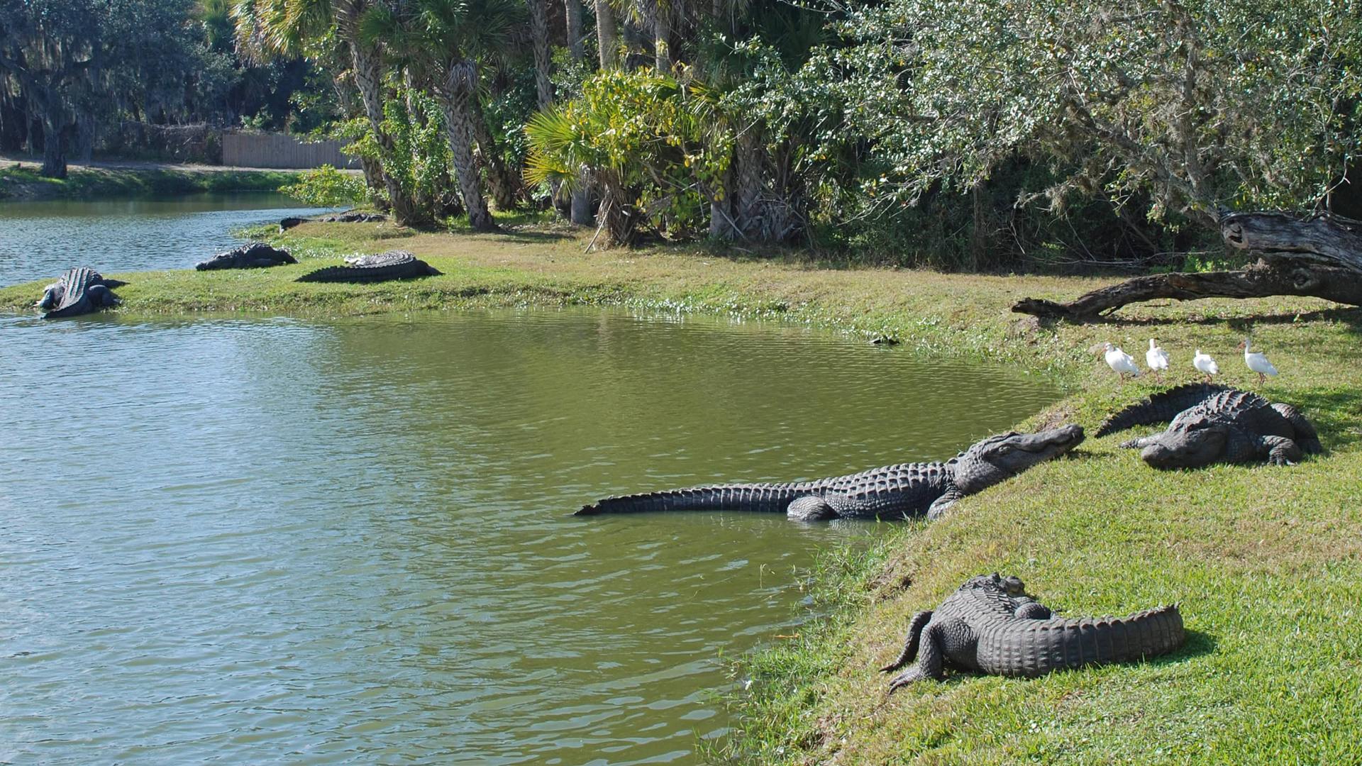 Crocodiles in the water